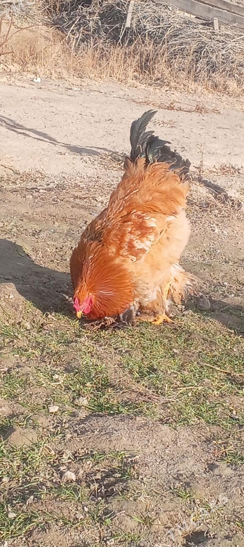 BRAMA - Gökdepe - img 1