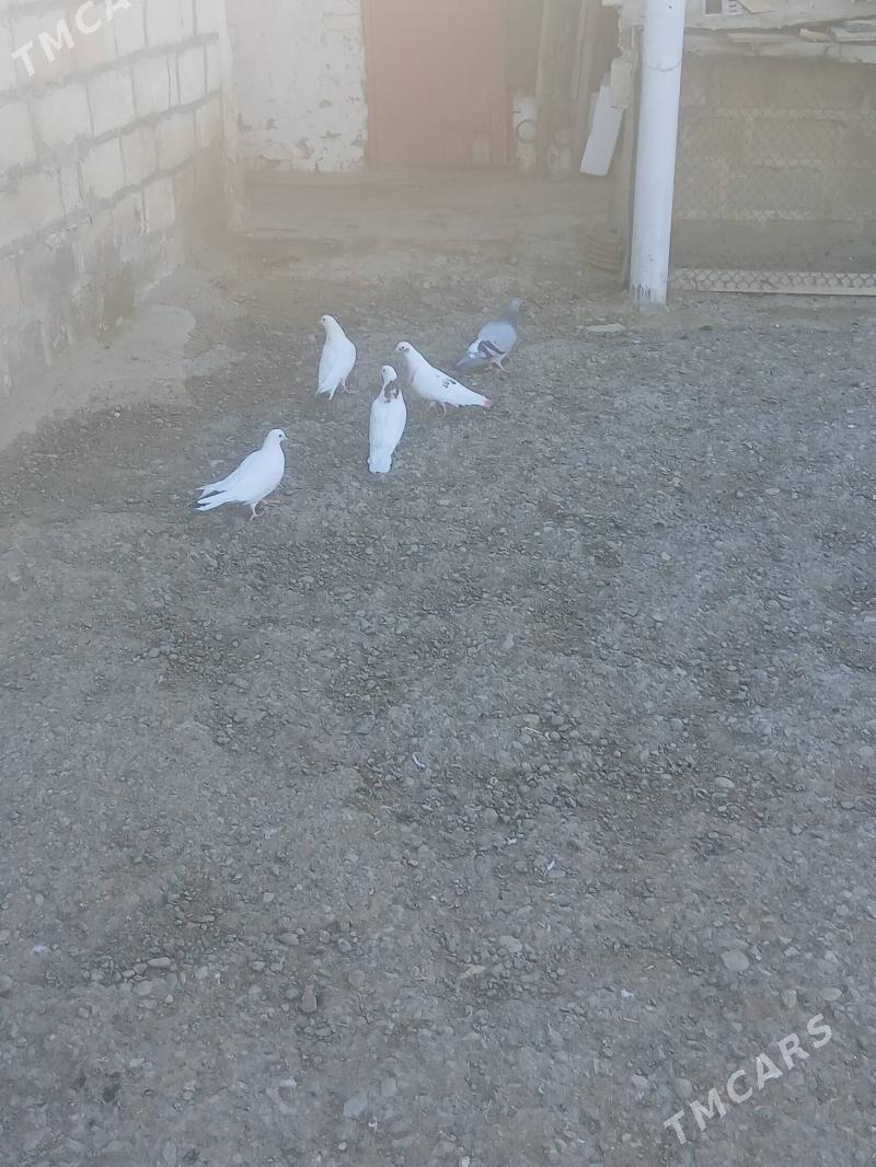 kepderi - Гызыларбат - img 1