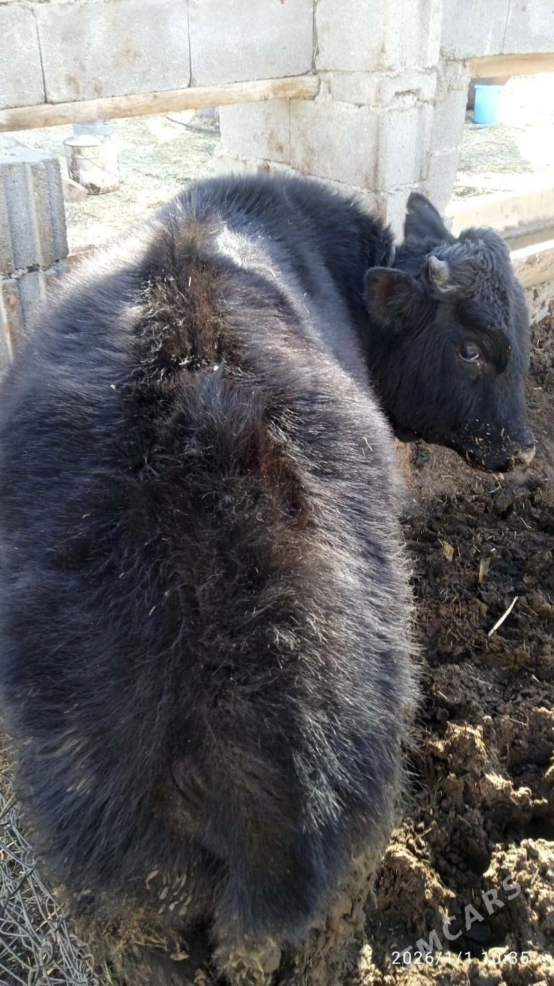 okuztuwe - Бахарден - img 1