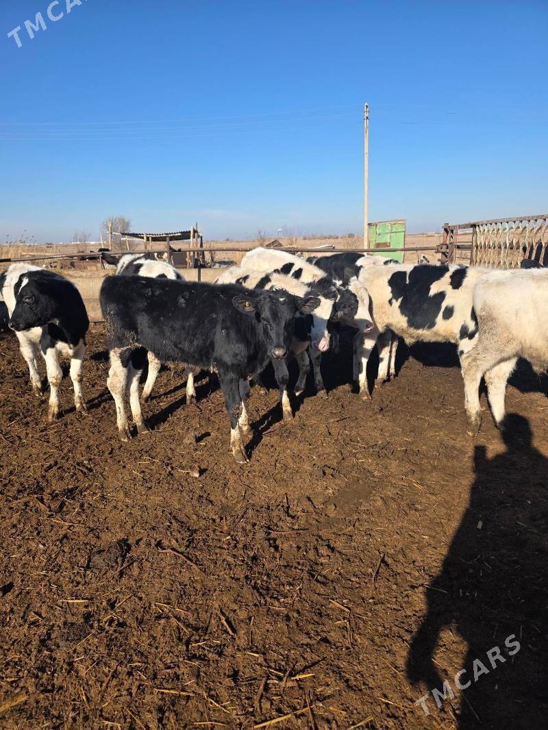 окузче - Çärjew - img 1