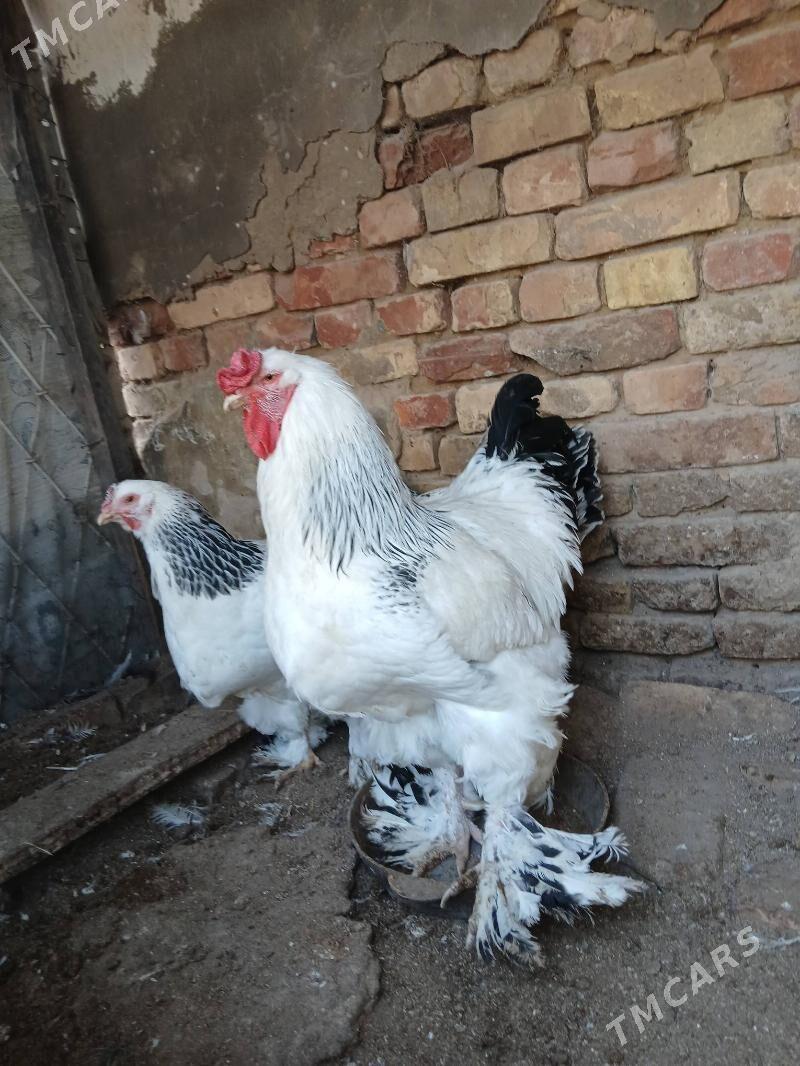 brama - Aşgabat - img 1