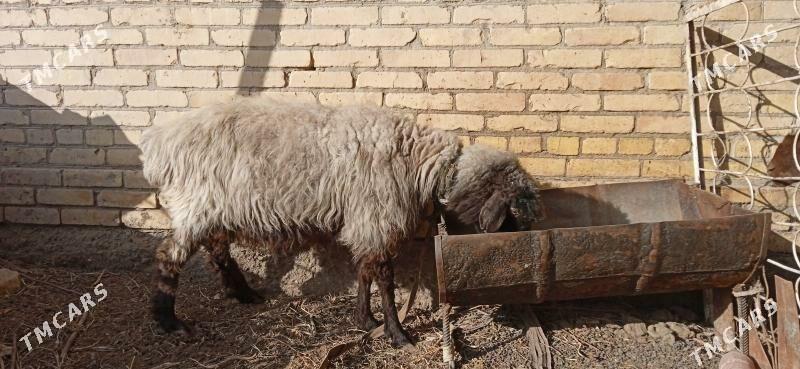 bogaz goÿyn - Чарджоу - img 1