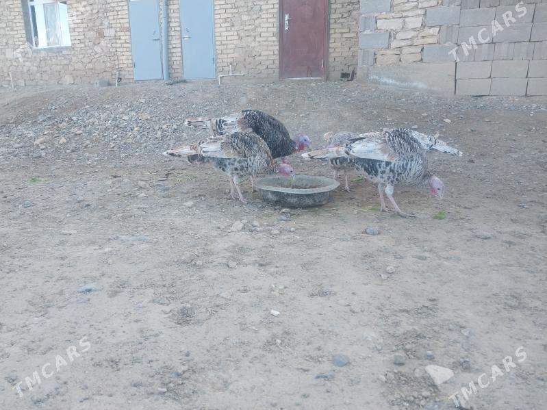 Induk - Гызыларбат - img 1