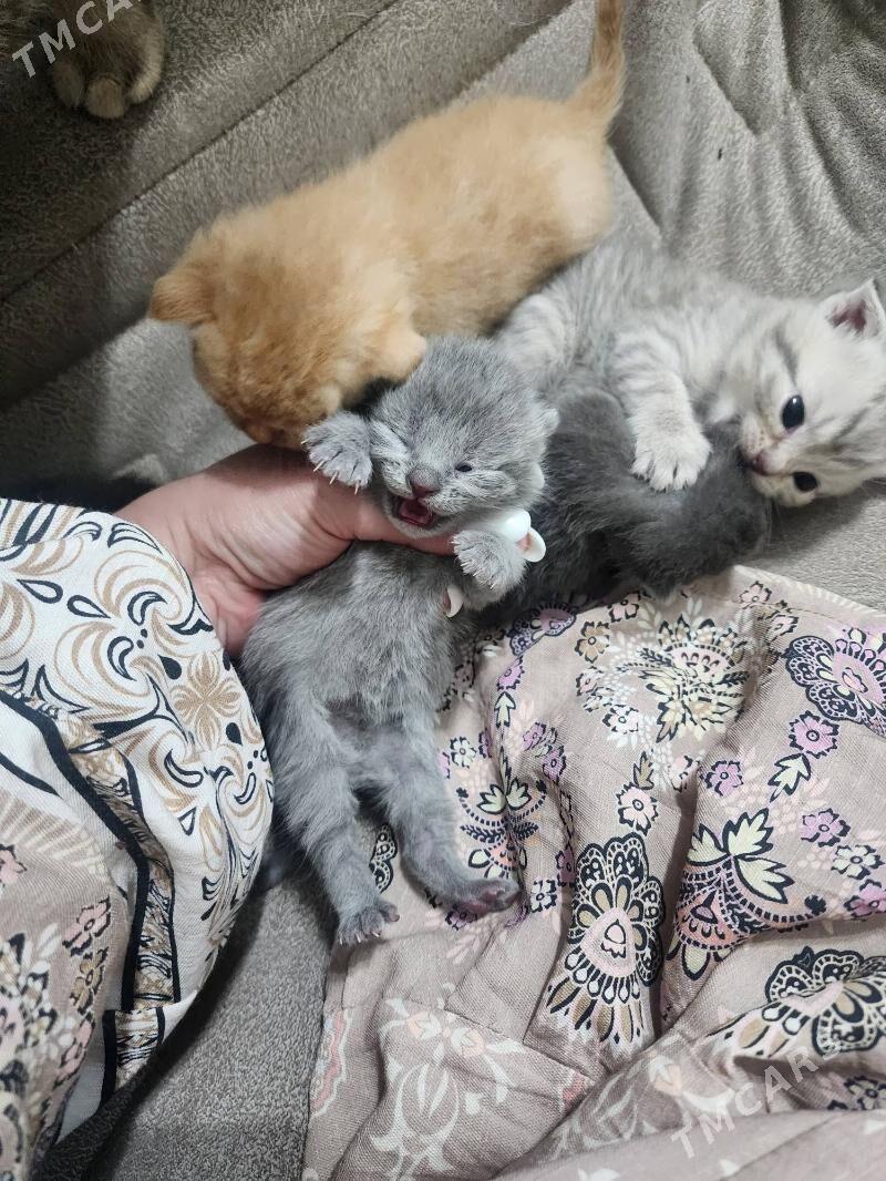 Шотландские котята - Ашхабад - img 1