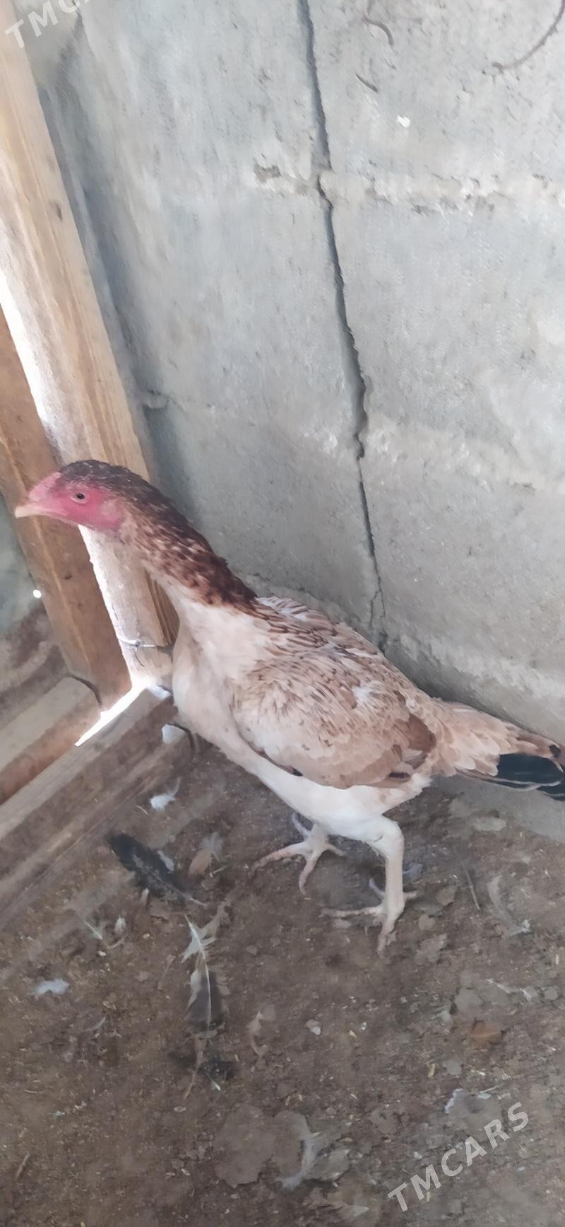 ORGİNAL TAŞKENT MÄKİ - Гёкдепе - img 1