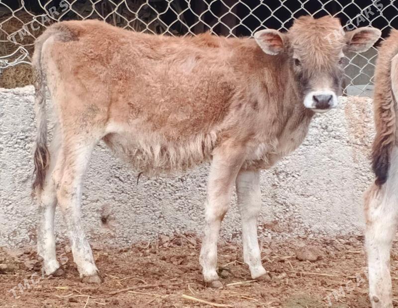 okuz tuwe - Бузмеин - img 1