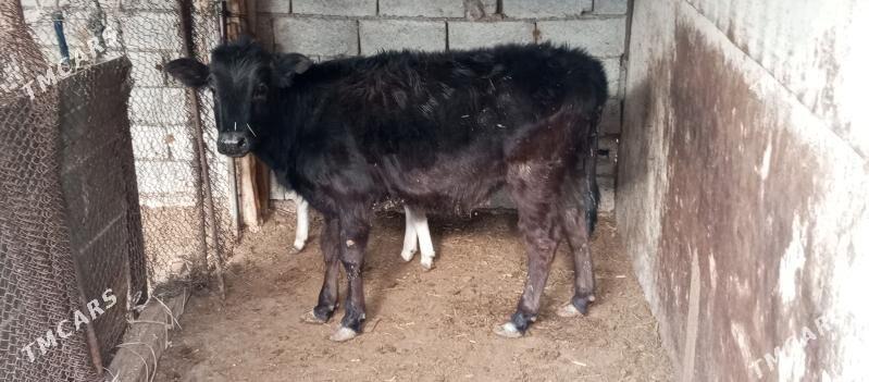 Gacar 9aylyk - Balkanabat - img 1