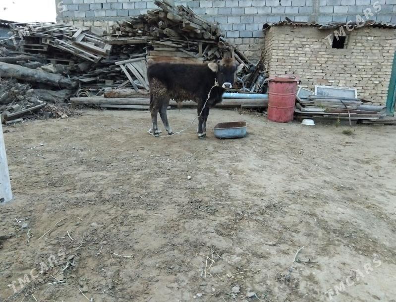 YERLI OKÜZ ŞWEZ TOHIM. - Ашхабад - img 1