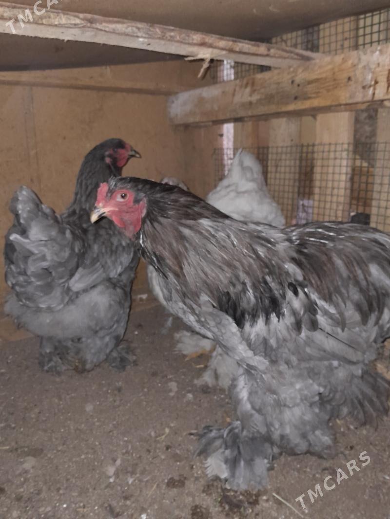 brama guzlap başlan - Ашхабад - img 1