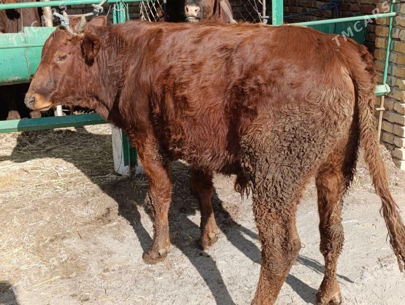 OKUZ I - Türkmenabat - img 1