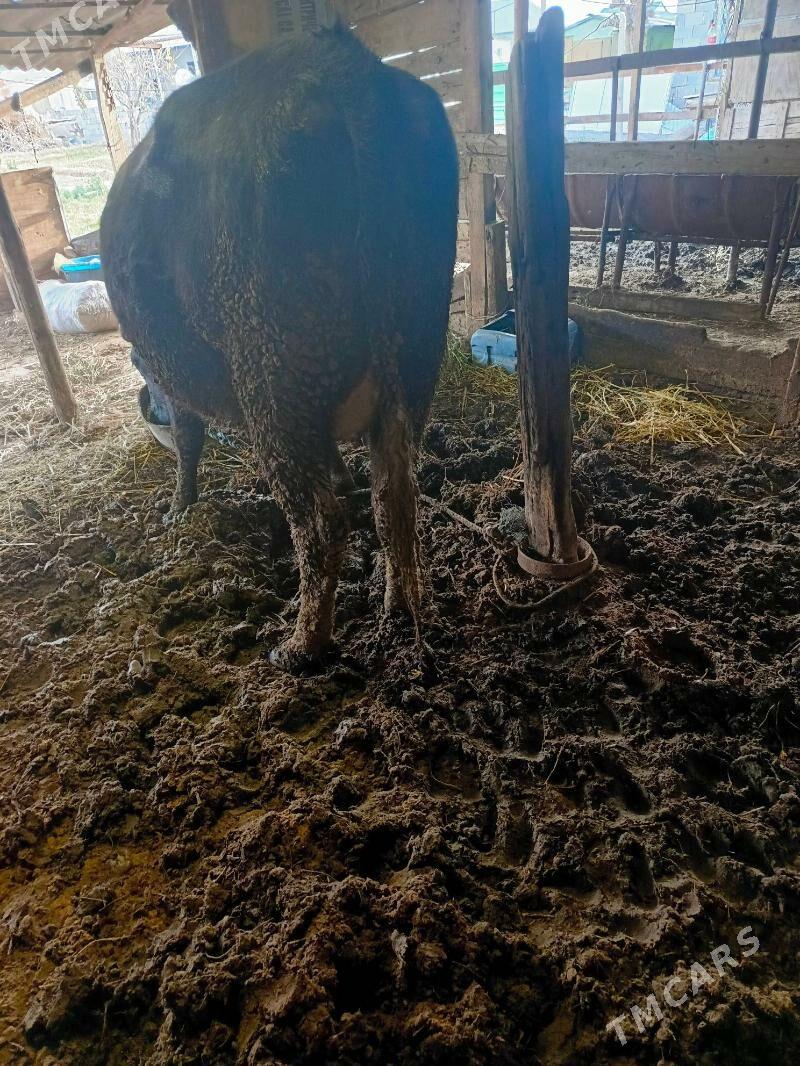 Sygyr Agyr bogaz - Херрикгала - img 1