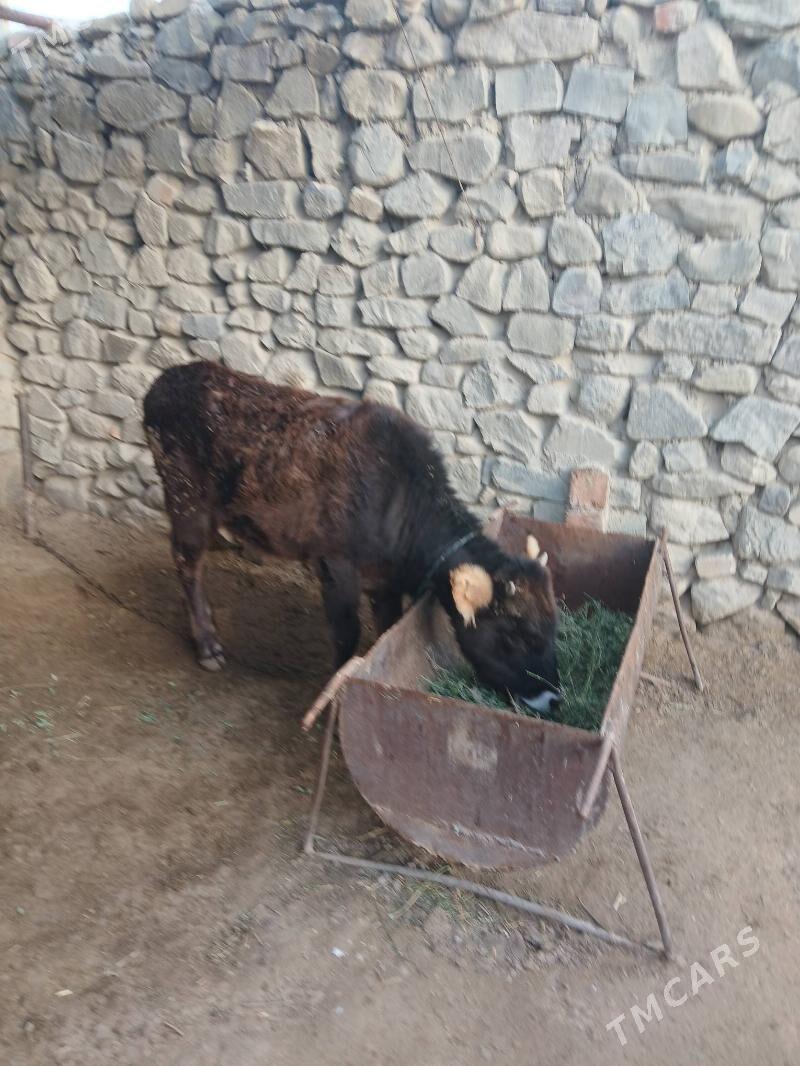 Tuwe - Bäherden - img 1