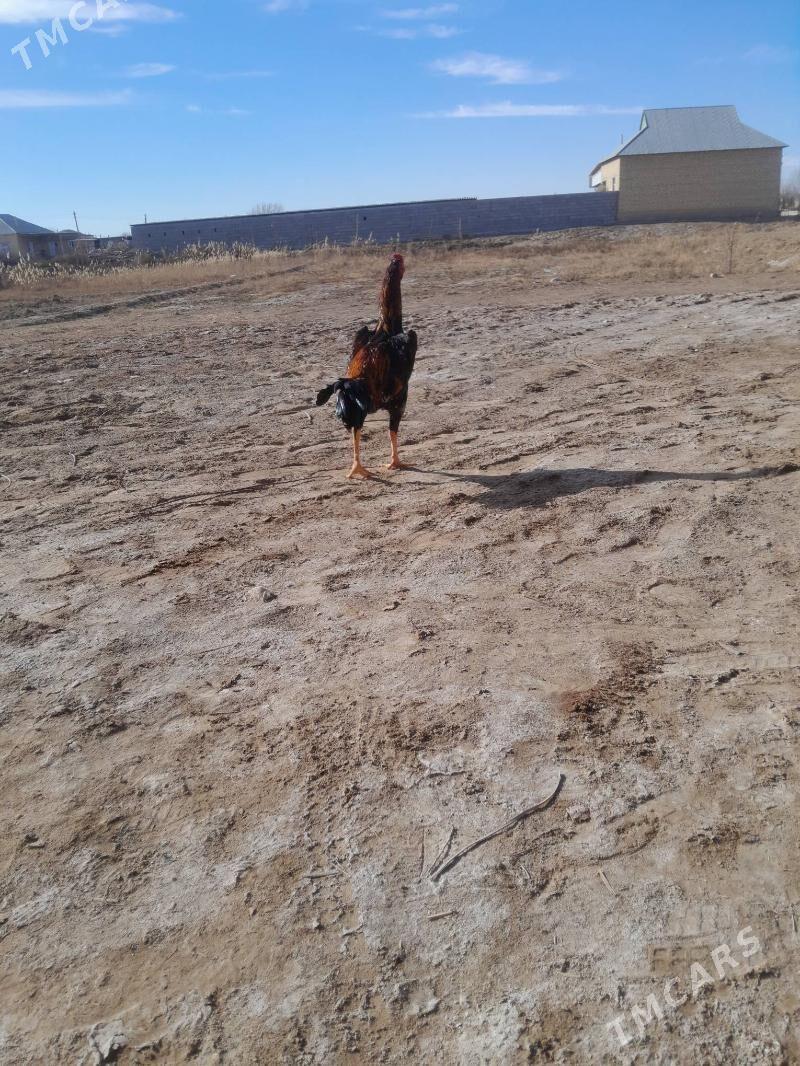 horaz - Babadaýhan - img 1