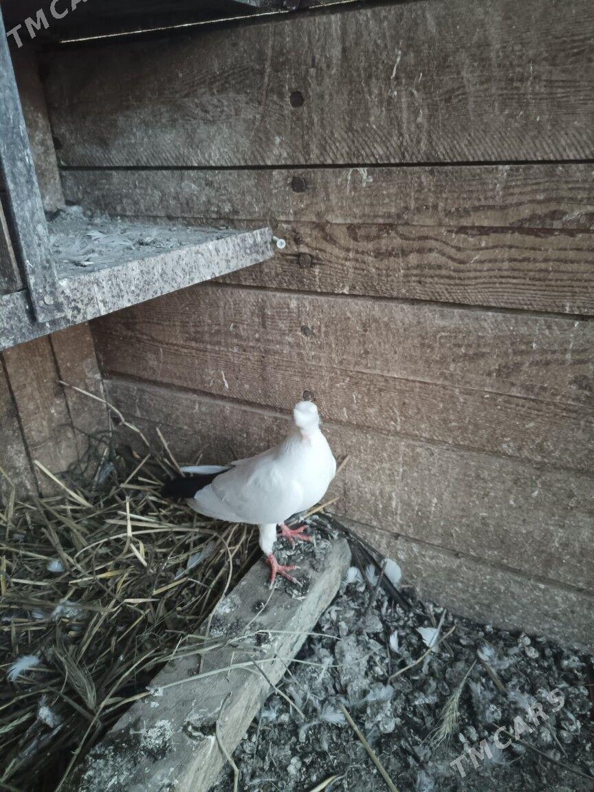 kepderi - Türkmenabat - img 1