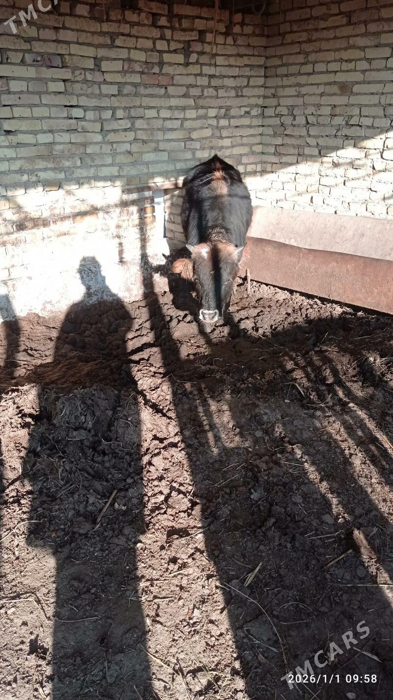 okuz we sygyr - Dänew - img 1