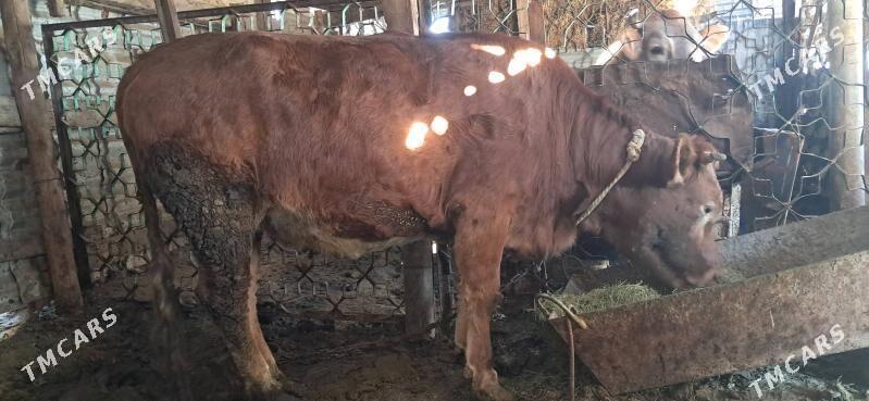 Tüwe - Кипджак - img 1