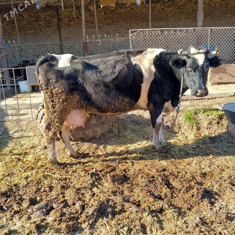 Saglyk sygyr bogaz - Çärjew - img 1