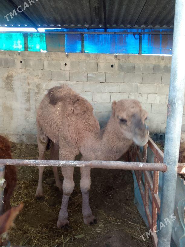 torym - Гёкдепе - img 1