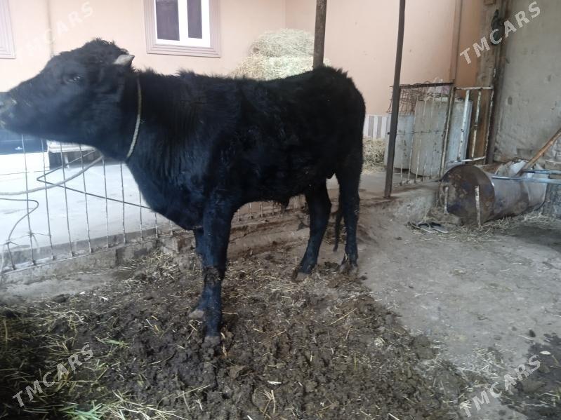 öküz - Türkmenabat - img 1