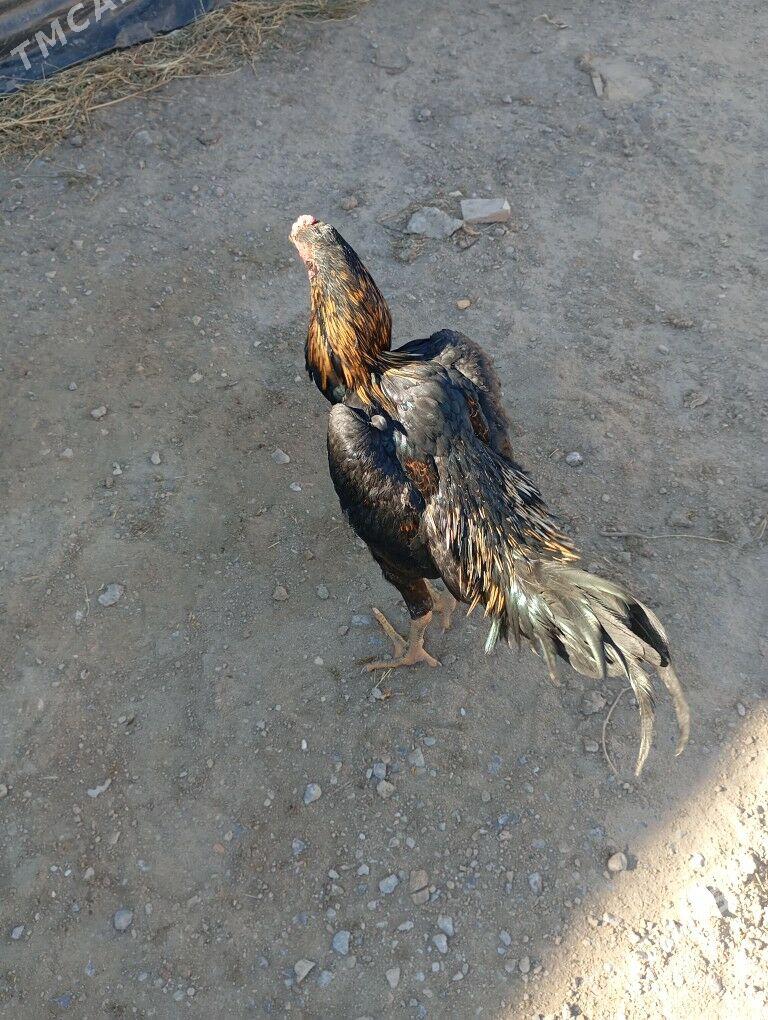 horaz - Farap - img 1