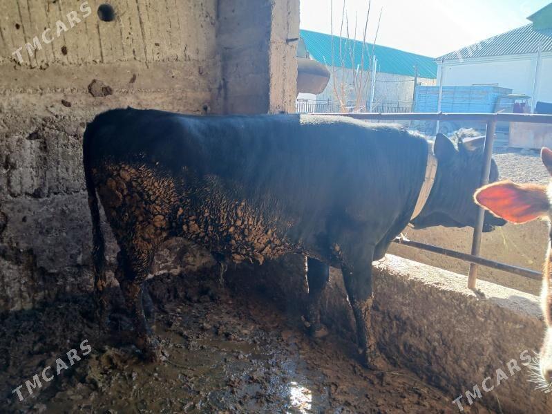 Okuz - Bagyr - img 1