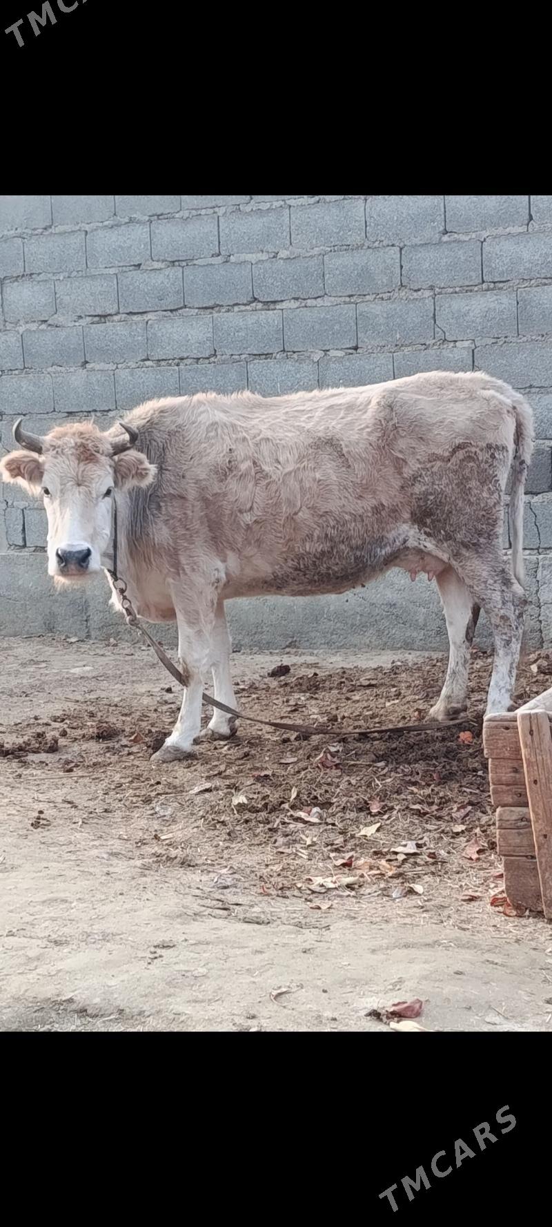 şwes göleli sygyr - Bäherden - img 1