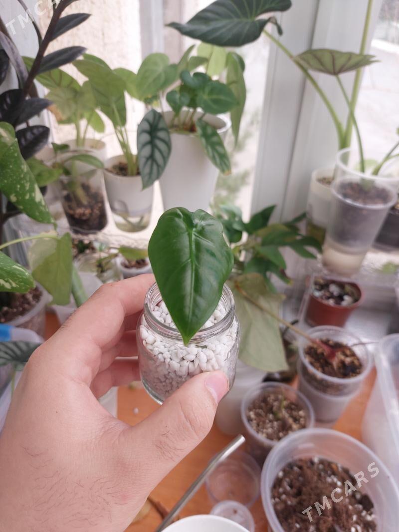 Алоказия Мишольца(Фрайдек) - Aşgabat - img 1