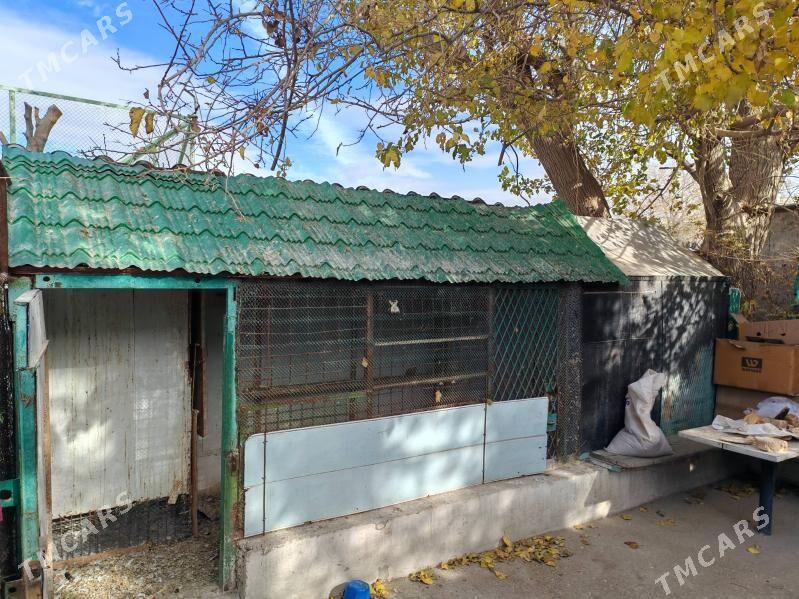 КЕКепдери кетек - Балканабат - img 1