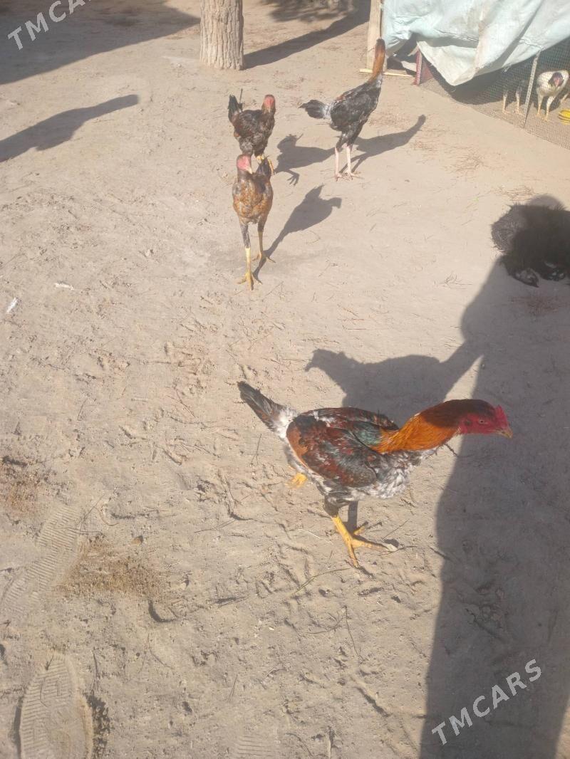 jujeler - Farap - img 1