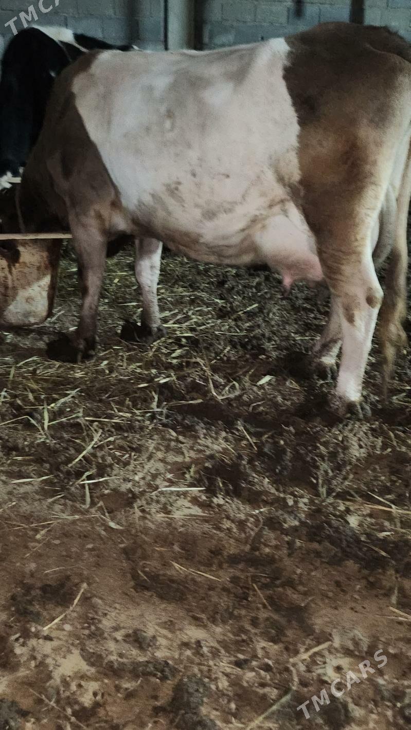 goleli sygyr - Ашхабад - img 1