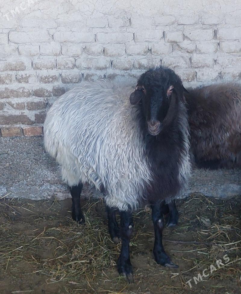 Erkiç issek - Ак-Бугдайский этрап - img 1