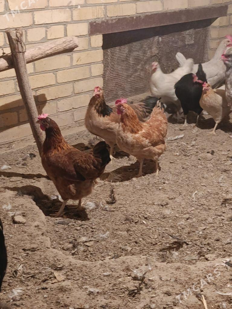 towuklar - Сакар - img 1