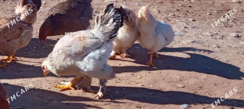 towuk - Теджен - img 1