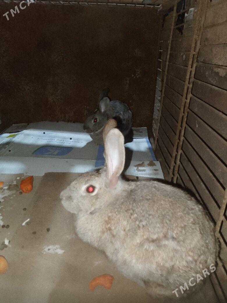 TOWSAN - Tejen - img 1