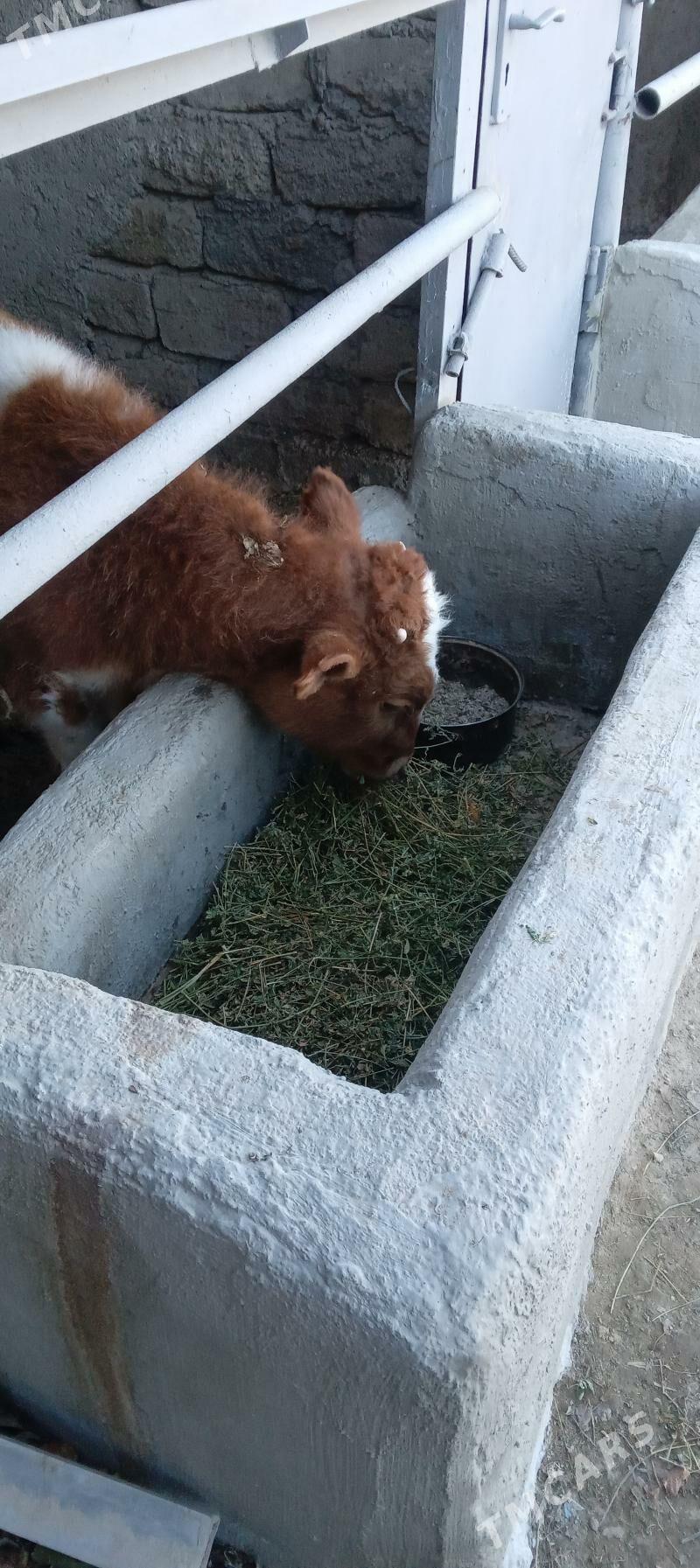 öküz - Бузмеин - img 1