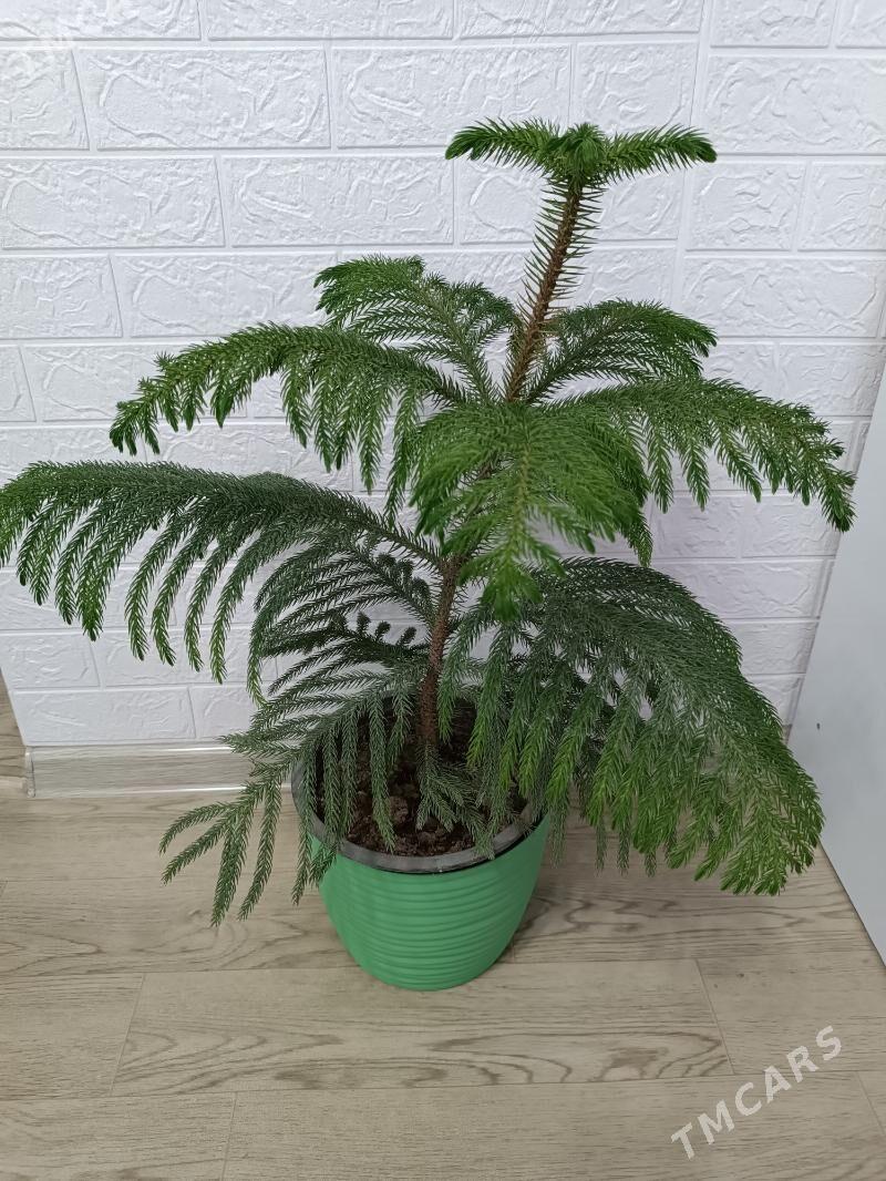 АРАУКАРИЯ - Ашхабад - img 1