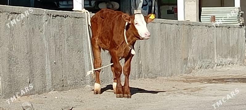 Simental öküz Göle - Ашхабад - img 1