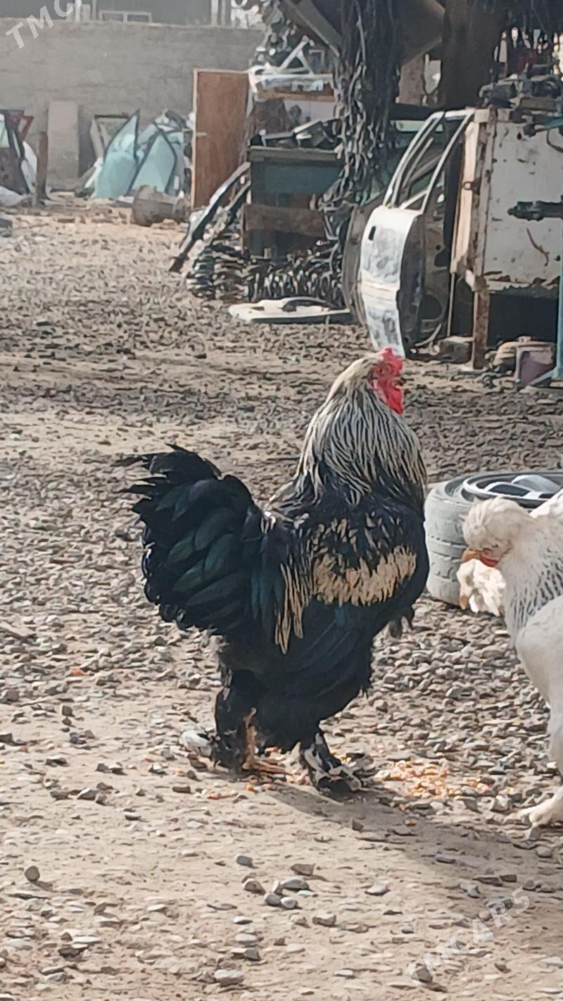 horoz Towuk - Mary - img 1