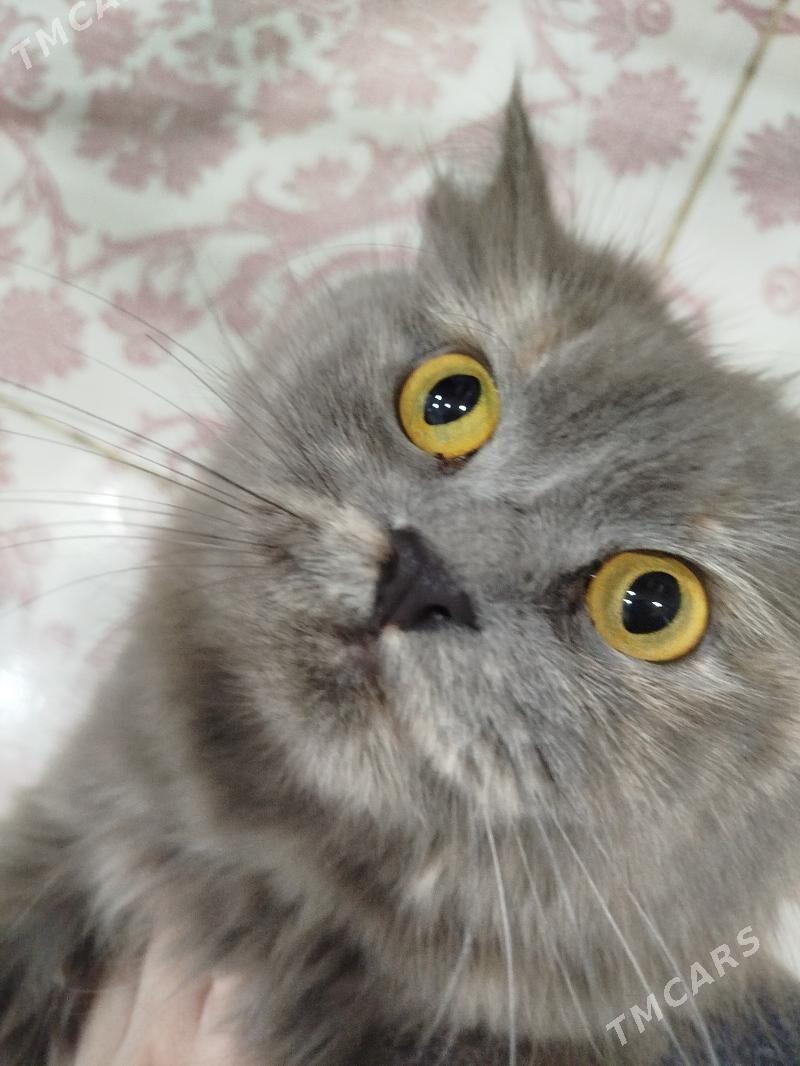 Отдам кошечку в добрые руки - Aşgabat - img 1