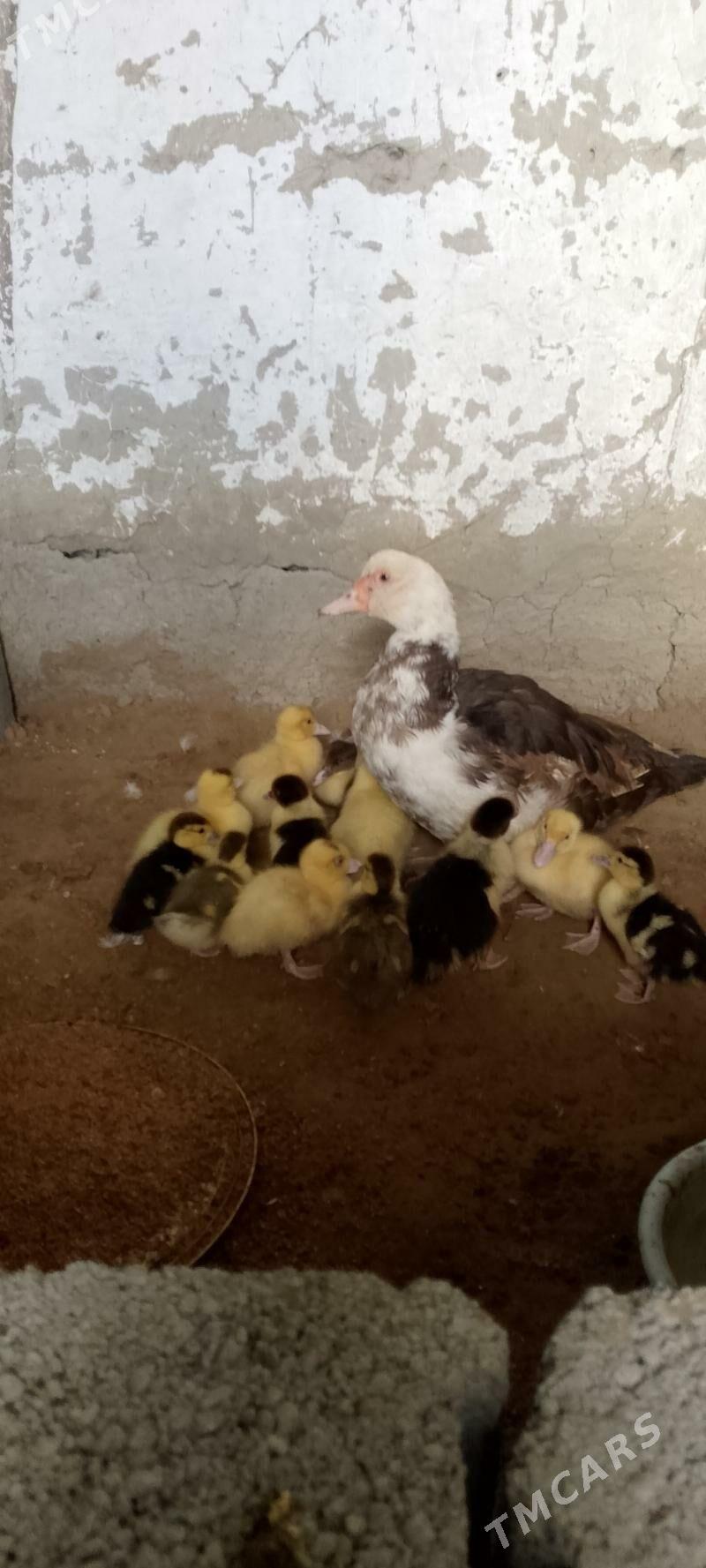 indawutga ördek - Änew - img 1