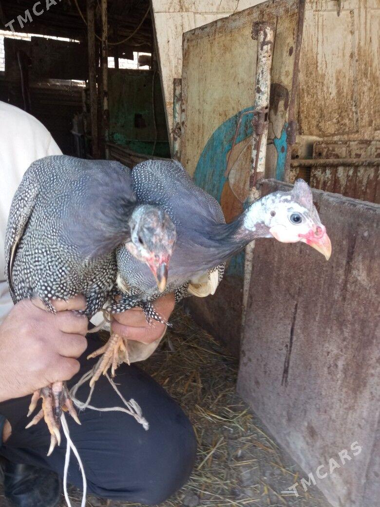 kakilik - Türkmenabat - img 1