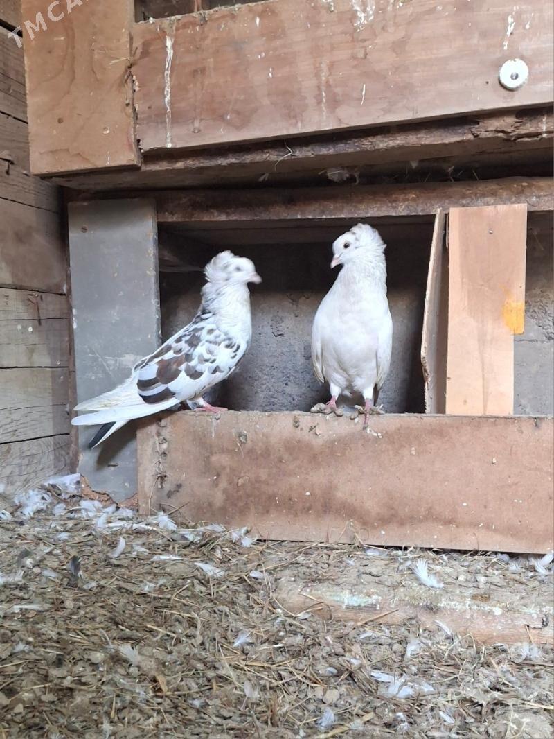 Kepderi  Голуб - Бузмеин - img 1