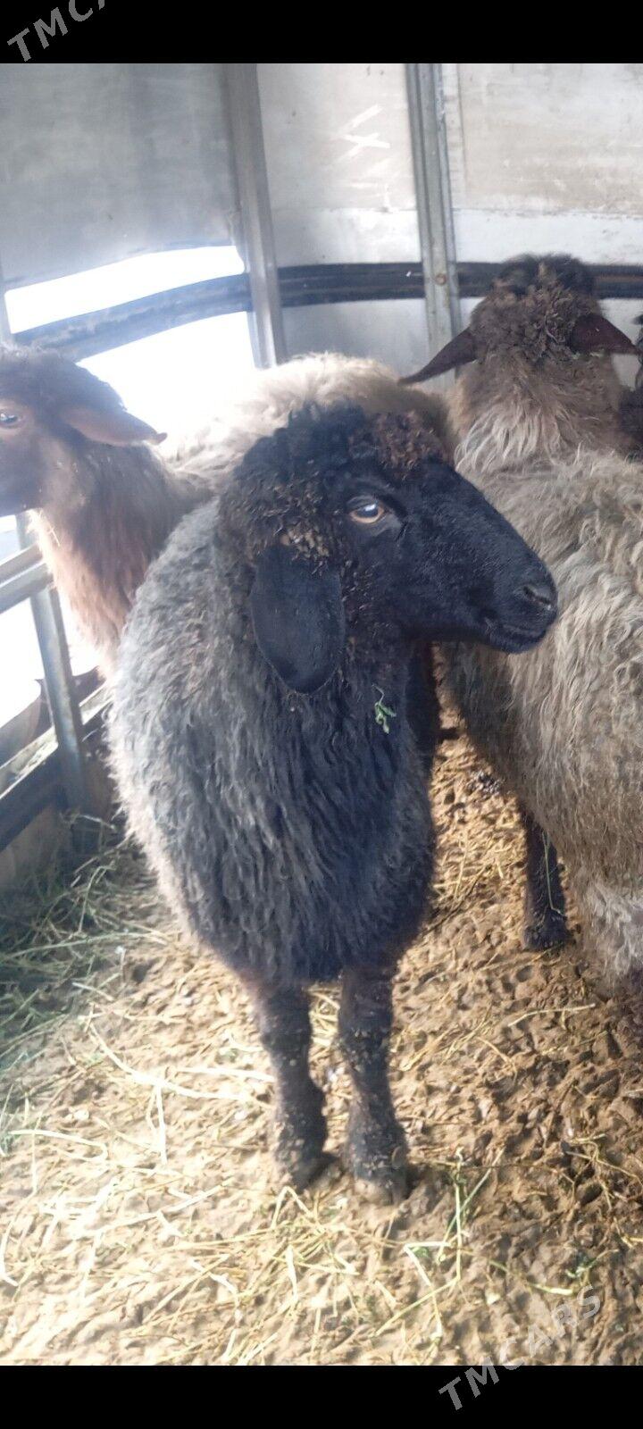 garakol goyun - Aşgabat - img 1