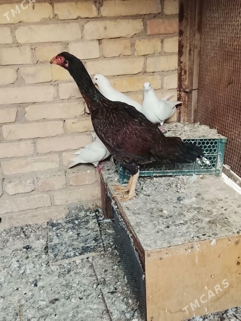 boýsow - Çärjew - img 1