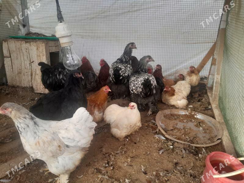 Towuk - Baýramaly - img 1