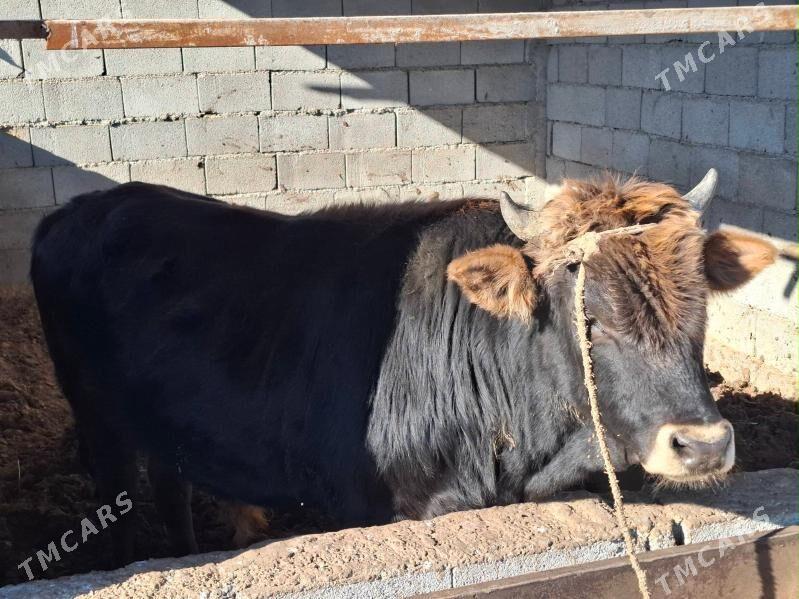 Okuz - Aşgabat - img 1