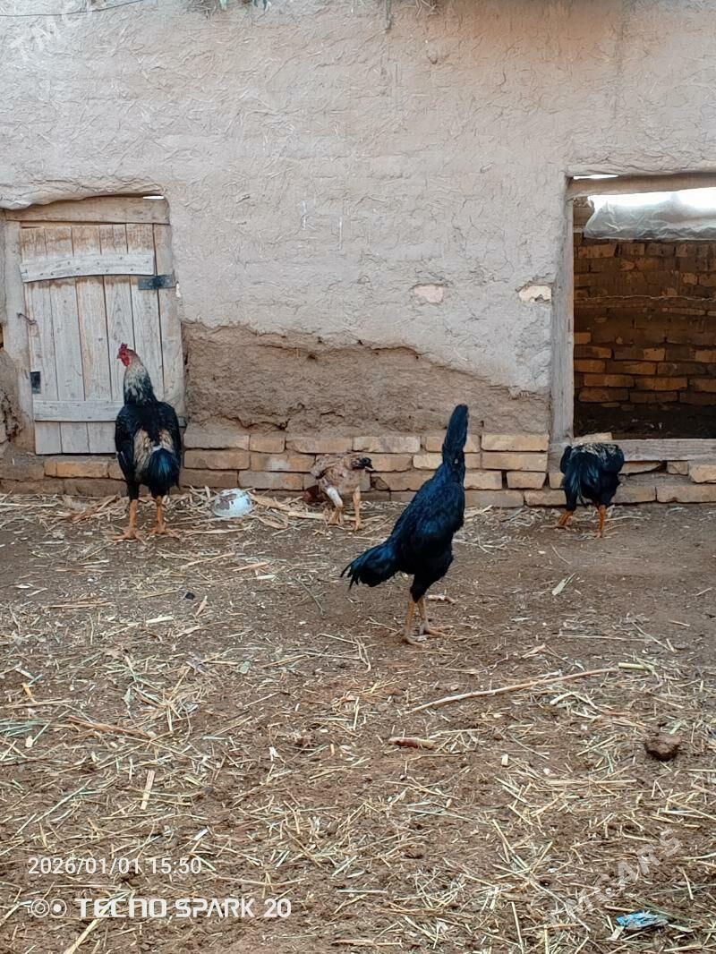 horaz - Фарап - img 1