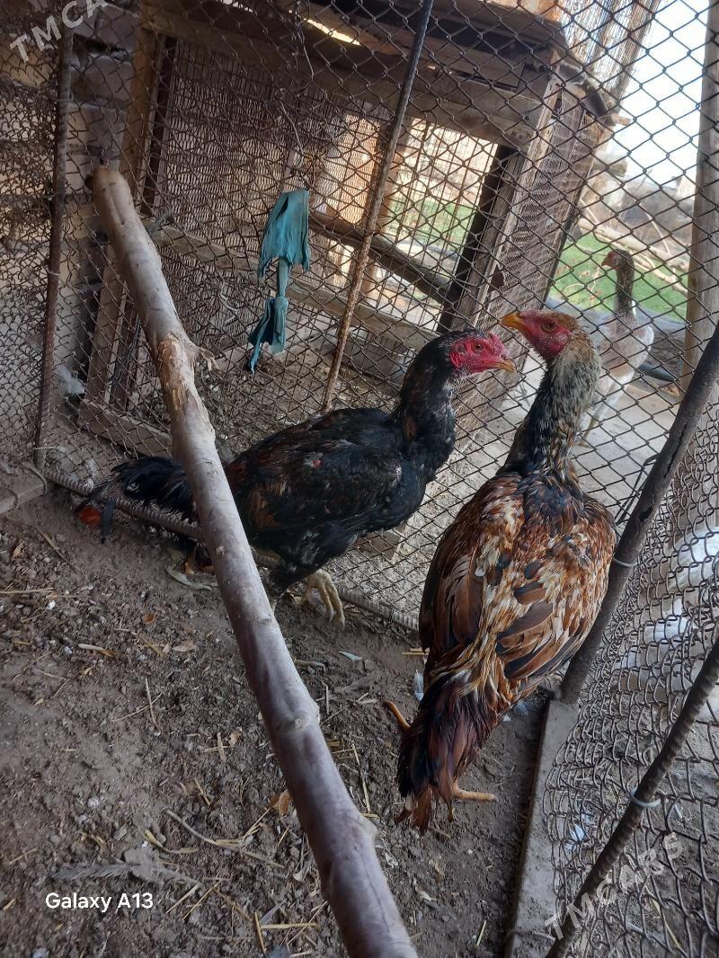 jujeler - Çärjew - img 1