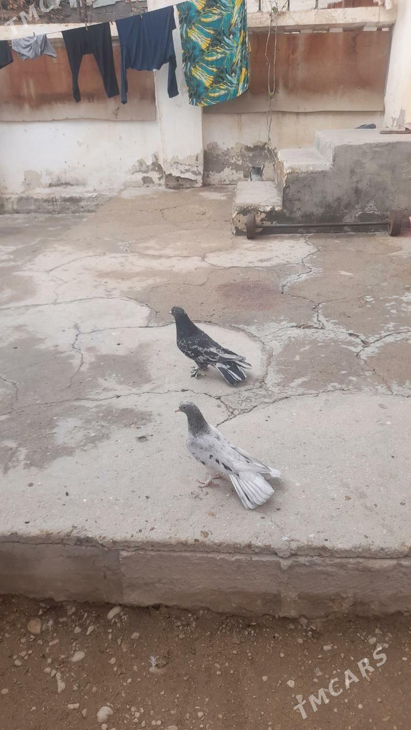 para miramir 18 guruk - Balkanabat - img 1