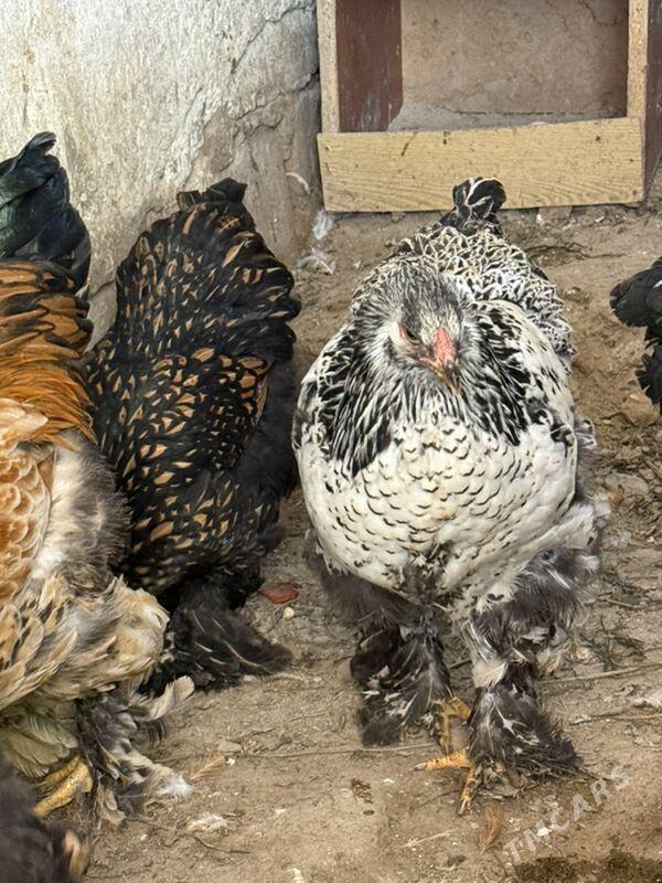 brama - Hitrowka - img 1